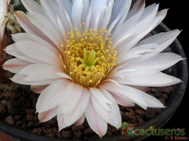 A photo of Echinocereus pulchellus ssp. sharpii