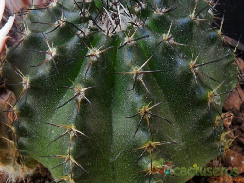 A photo of Echinocereus pulchellus ssp. sharpii
