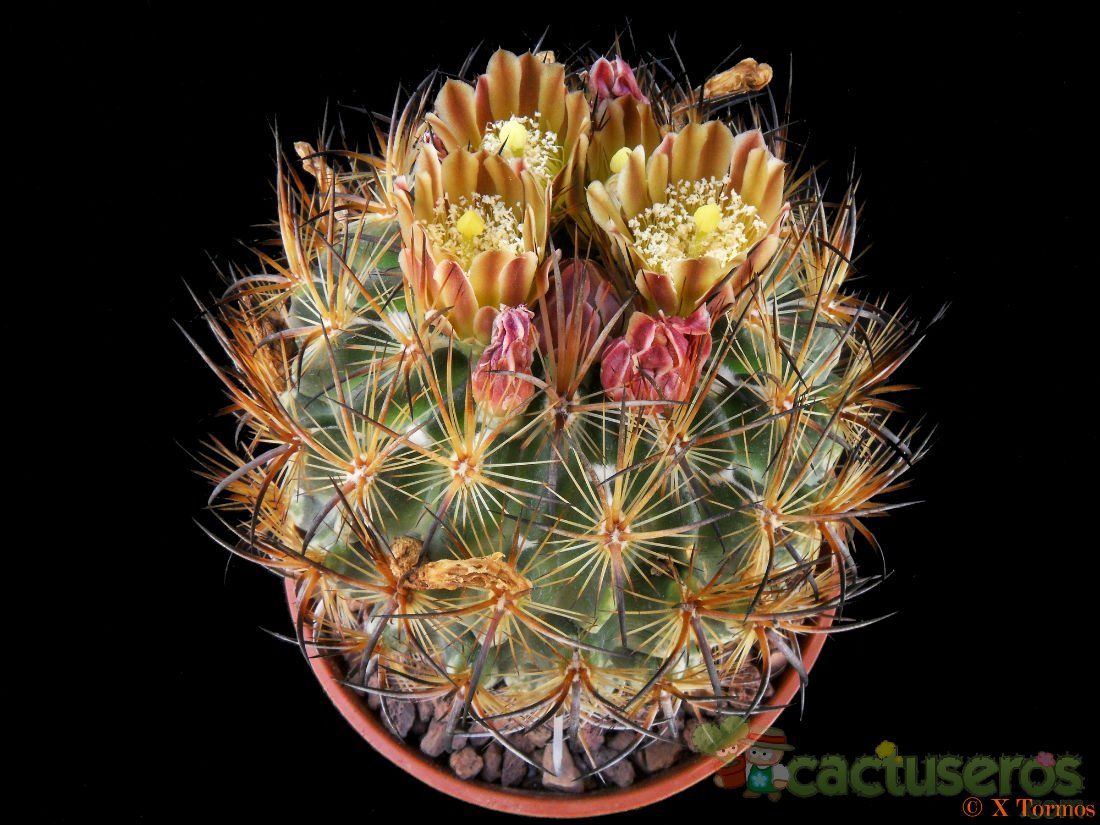 Una foto de Echinomastus unguispinus ssp. laui