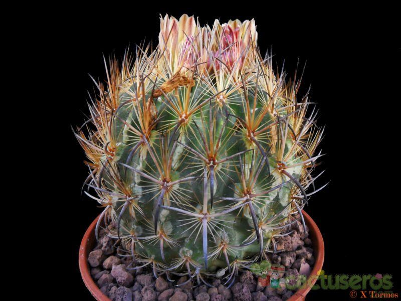 Una foto de Echinomastus unguispinus ssp. laui