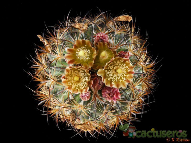 Una foto de Echinomastus unguispinus ssp. laui