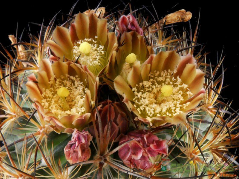 Una foto de Echinomastus unguispinus ssp. laui
