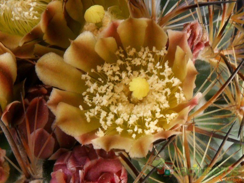 Una foto de Echinomastus unguispinus ssp. laui