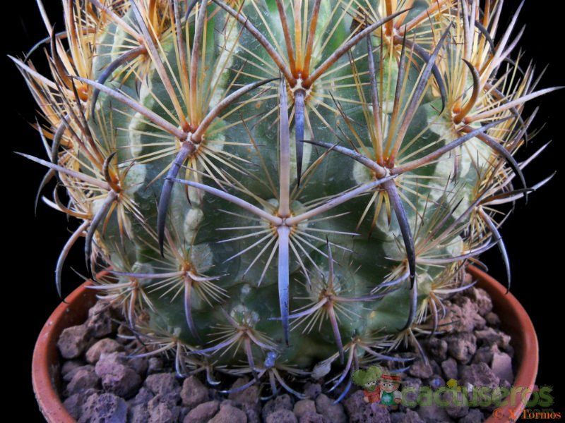 Una foto de Echinomastus unguispinus ssp. laui