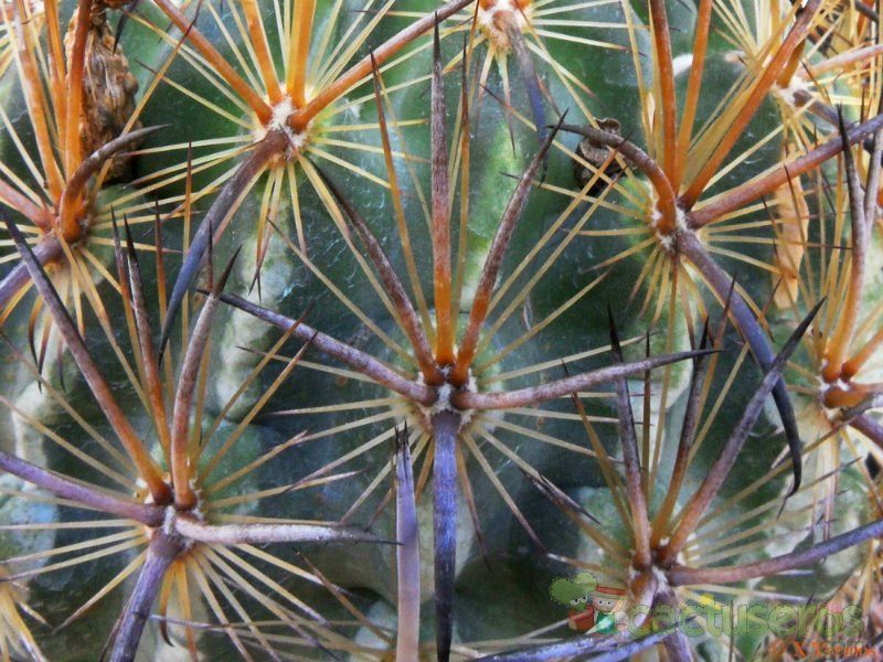 Una foto de Echinomastus unguispinus ssp. laui