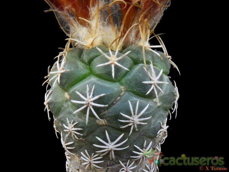 Una foto de Turbinicarpus pseudomacrochele