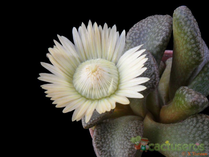 Una foto de Aloinopsis rosulata  