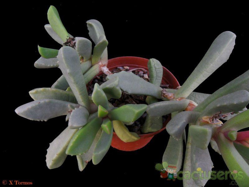 A photo of Carruanthus peersii  
