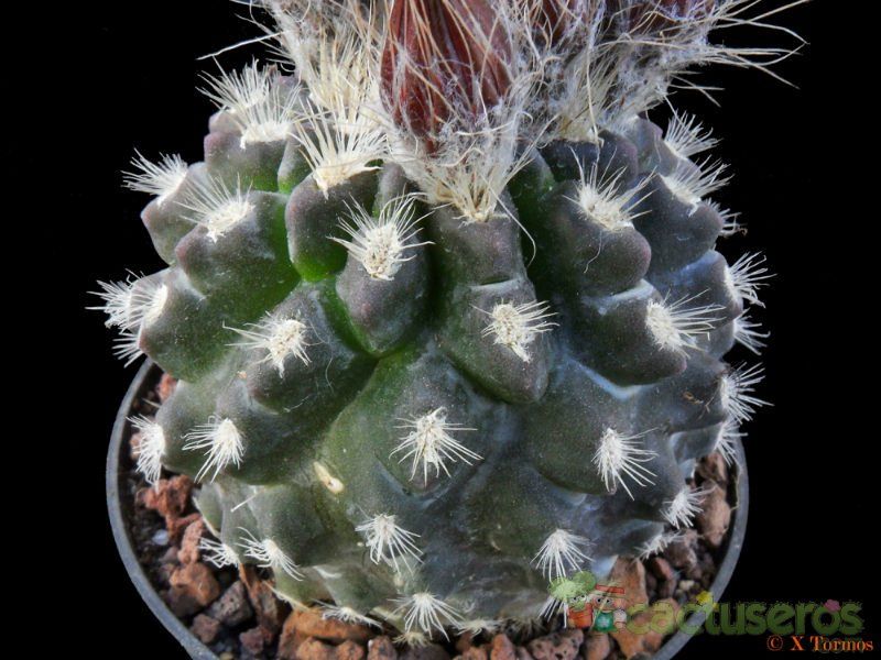 Una foto de Pyrrhocactus gracilis  