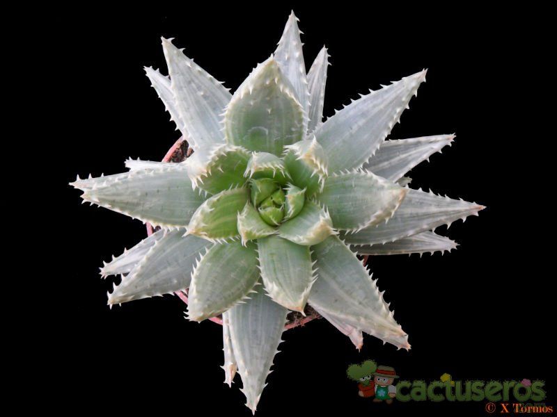 A photo of Aloe brevifolia fma. variegada