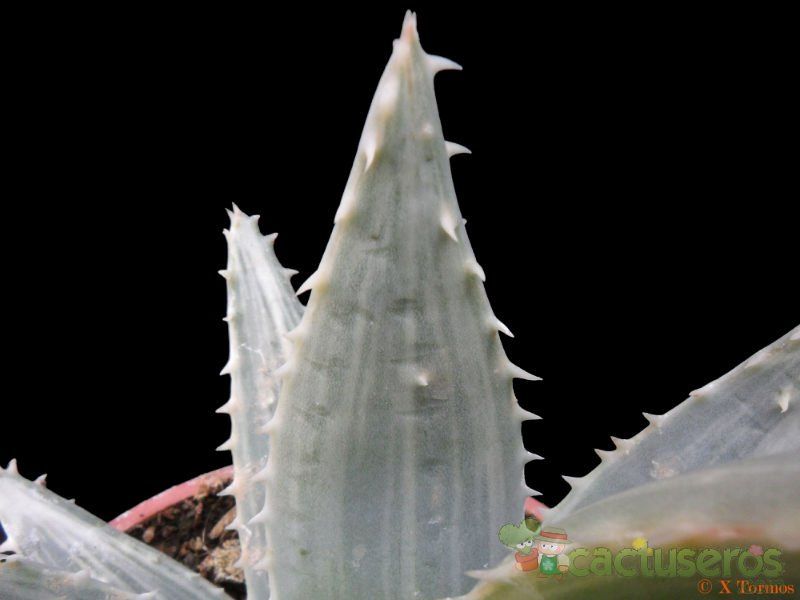 A photo of Aloe brevifolia fma. variegada