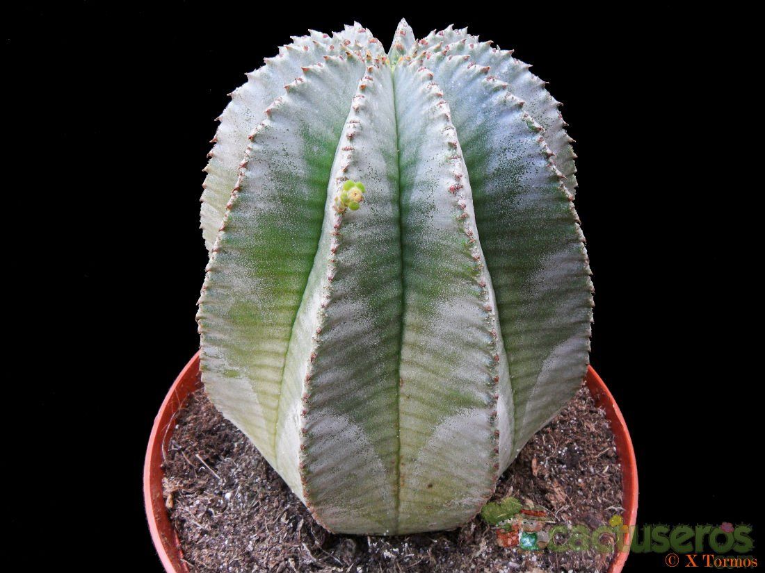 A photo of Euphorbia anoplia