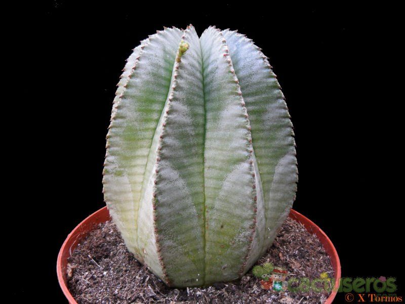 A photo of Euphorbia anoplia