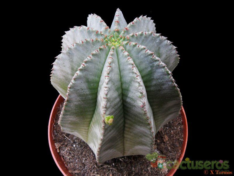 A photo of Euphorbia anoplia