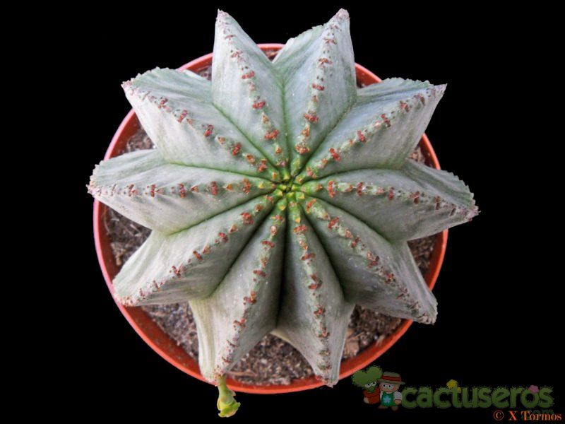A photo of Euphorbia anoplia