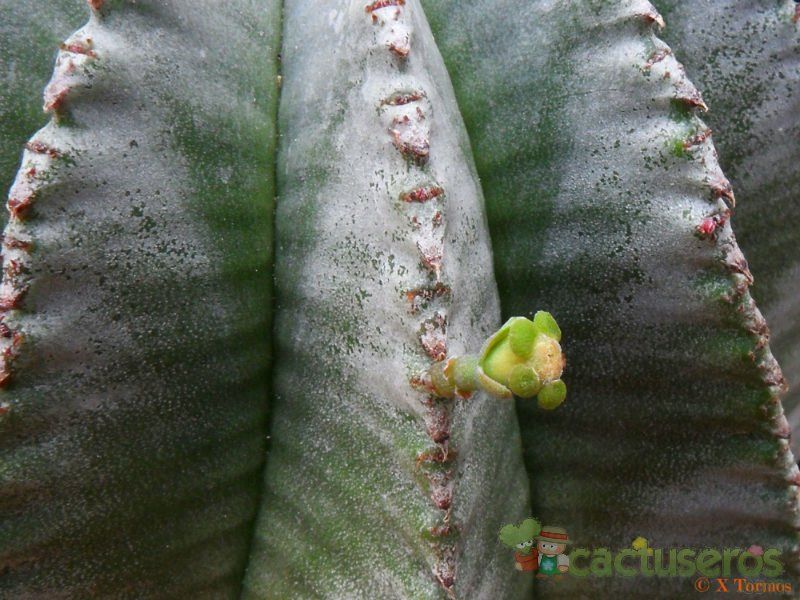 A photo of Euphorbia anoplia