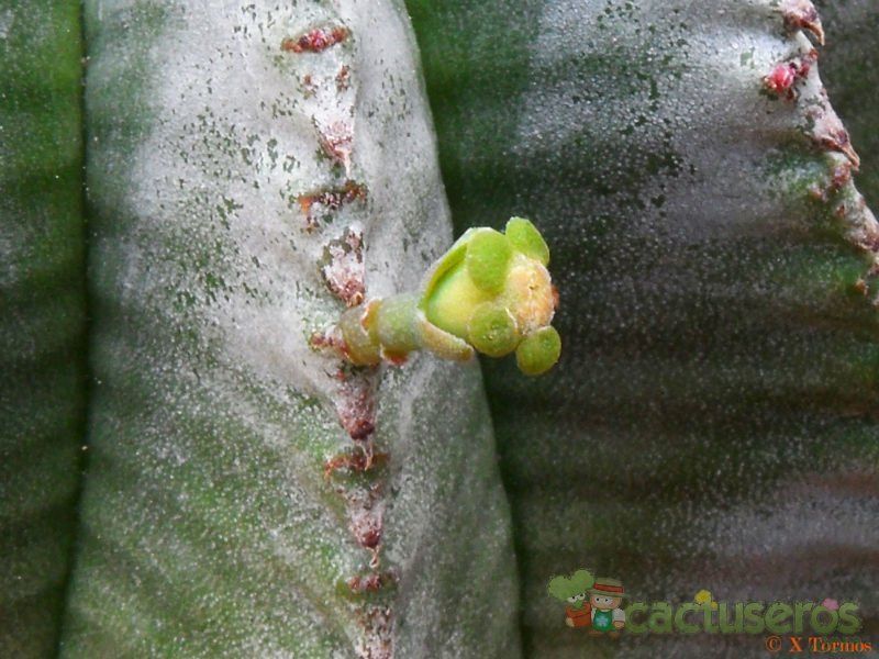A photo of Euphorbia anoplia