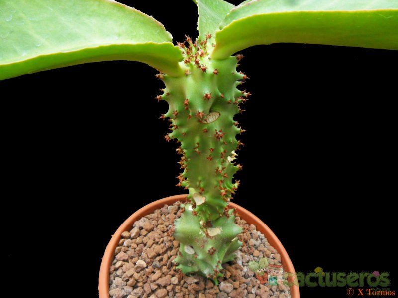 Una foto de Euphorbia spectabilis  
