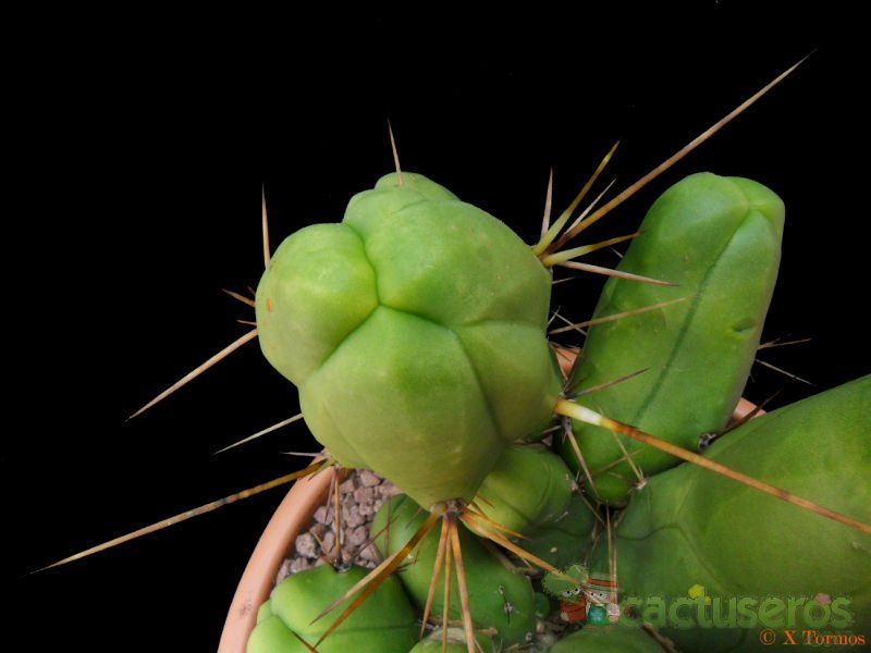 A photo of Echinopsis lageniformis fma. mostruosa
