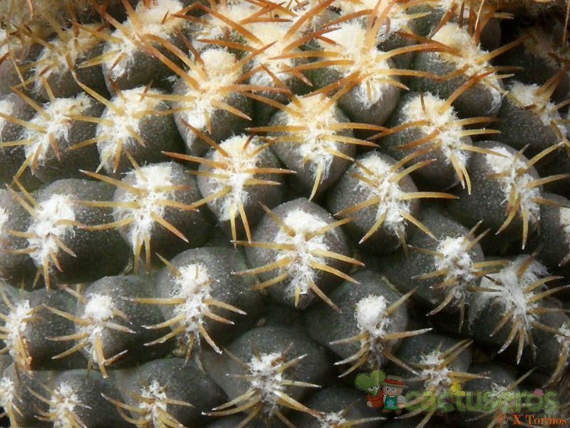 A photo of Eriosyce odieri