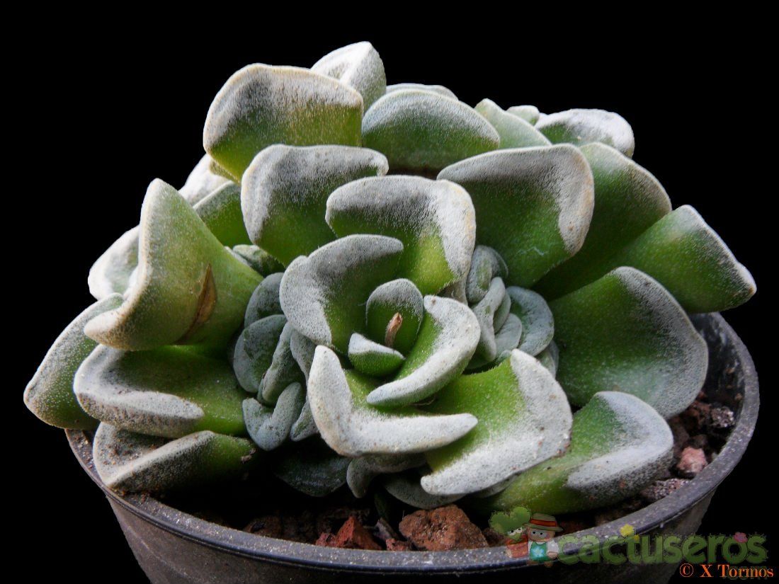 Una foto de Crassula cv. Celia