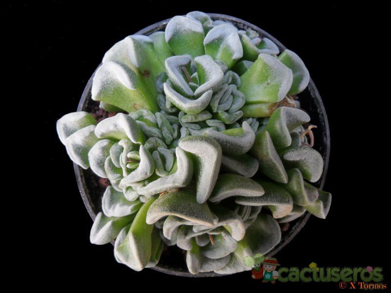 Una foto de Crassula cv. Celia