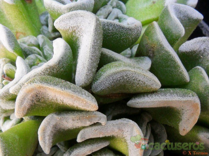 Una foto de Crassula cv. Celia