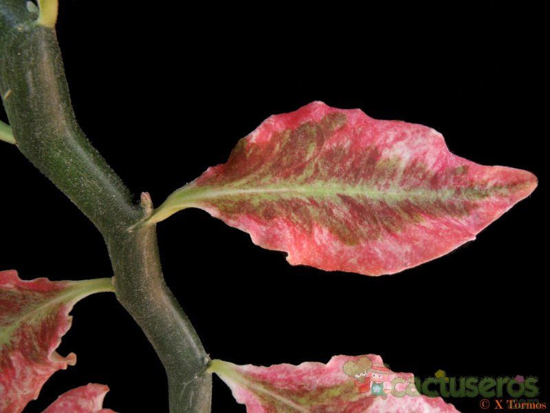 Una foto de Euphorbia tithymaloides