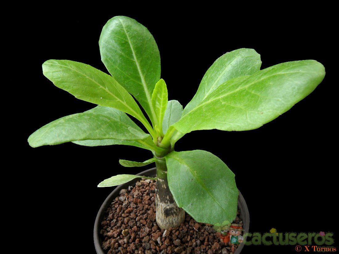 A photo of Brighamia insignis  