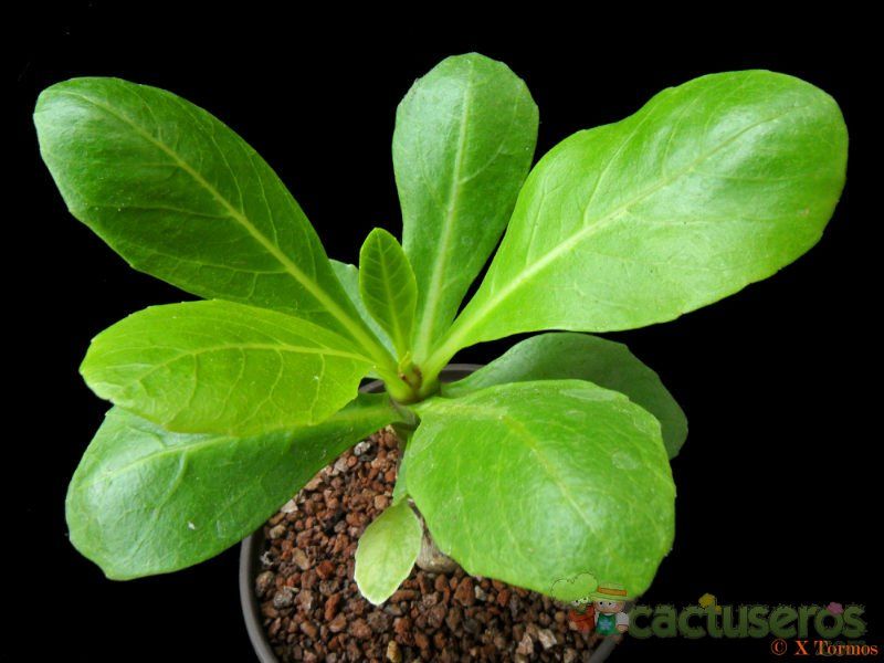 A photo of Brighamia insignis  