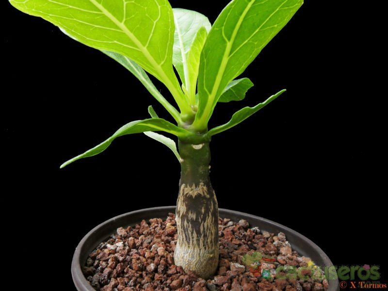 A photo of Brighamia insignis  