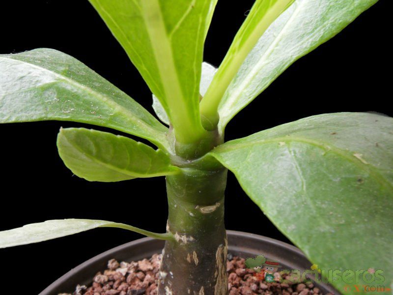 A photo of Brighamia insignis  