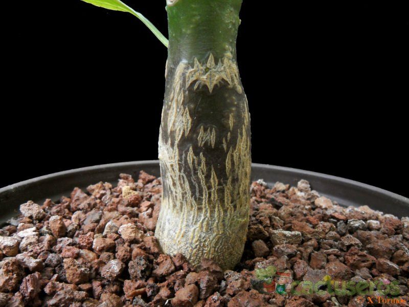 A photo of Brighamia insignis  