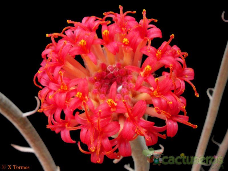 Una foto de Kleinia pendula