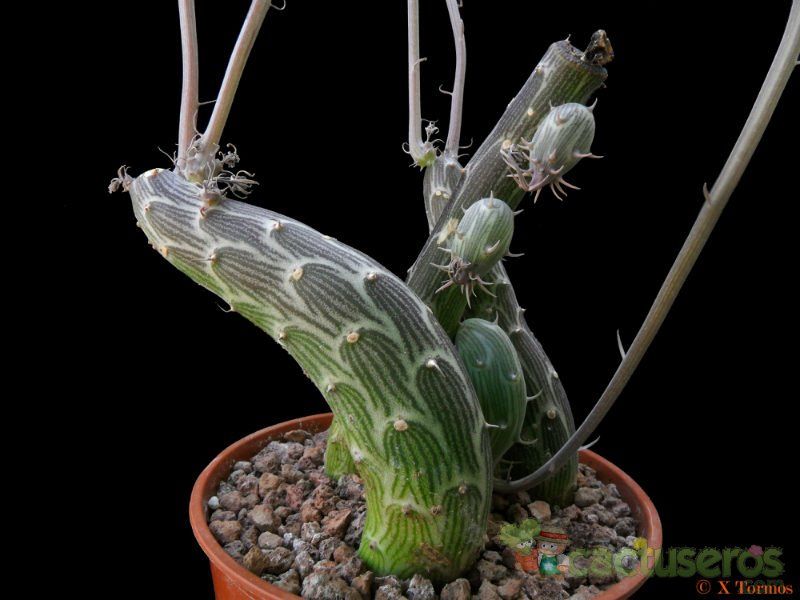 Una foto de Kleinia pendula