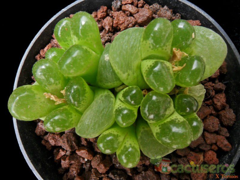A photo of Conophytum limpidum  