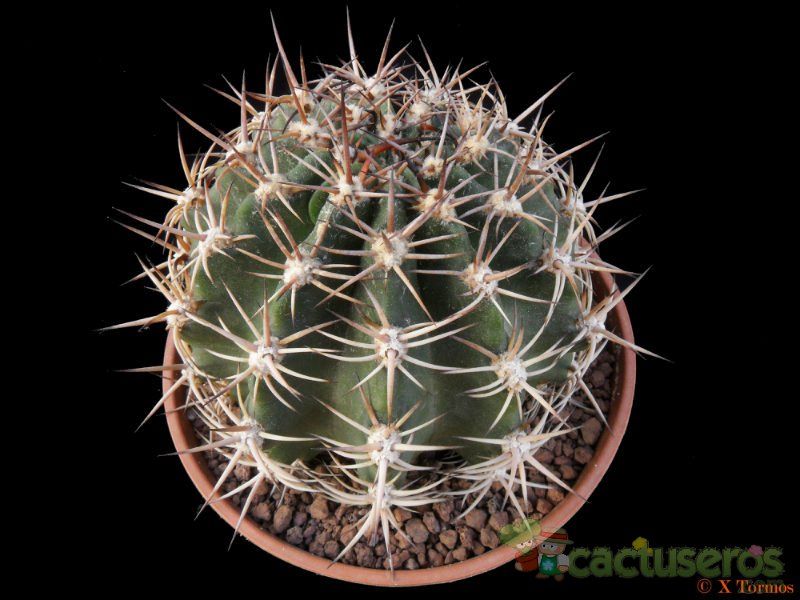 A photo of Echinopsis silvestrii