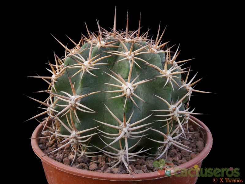 A photo of Echinopsis silvestrii