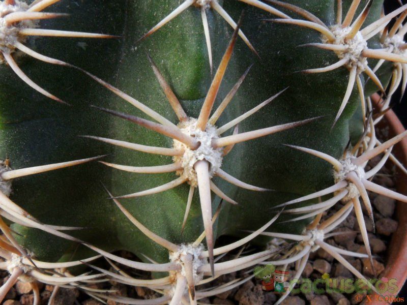 A photo of Echinopsis silvestrii
