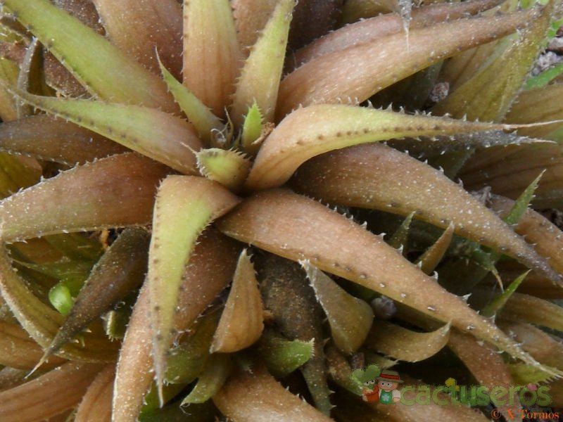 Una foto de Haworthia angustifolia