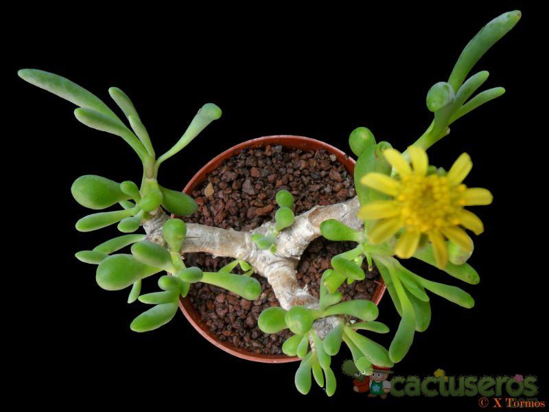 Una foto de Othonna clavifolia