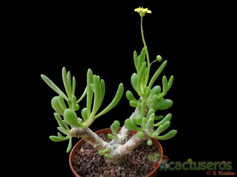 A photo of Othonna clavifolia