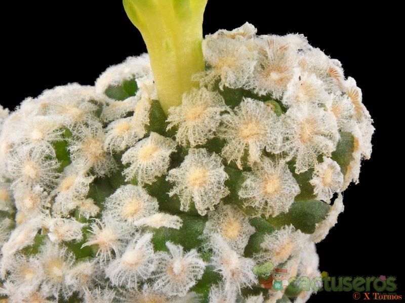 A photo of Mammillaria theresae fma. albiflora