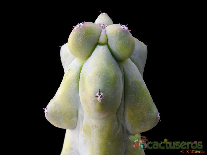 Una foto de Myrtillocactus geometrizans cv. Fukurokuryuzinboku