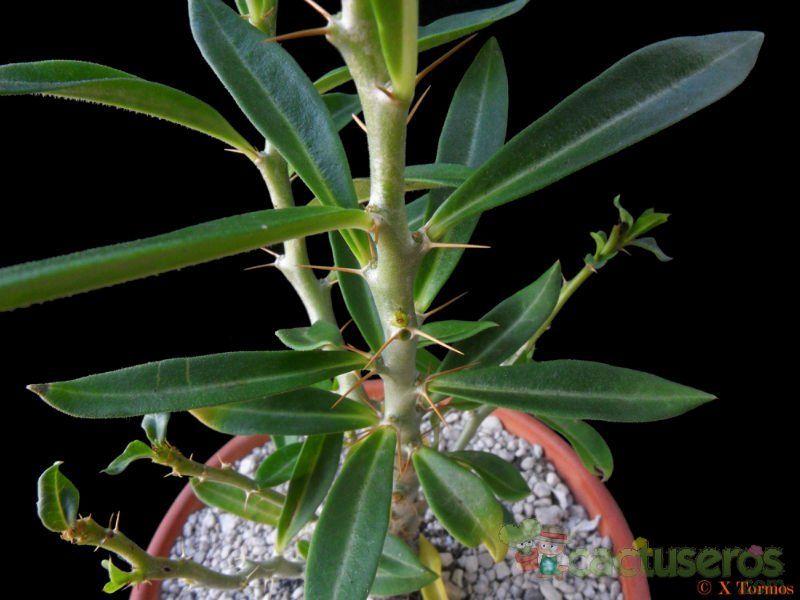 Una foto de Pachypodium bispinosum