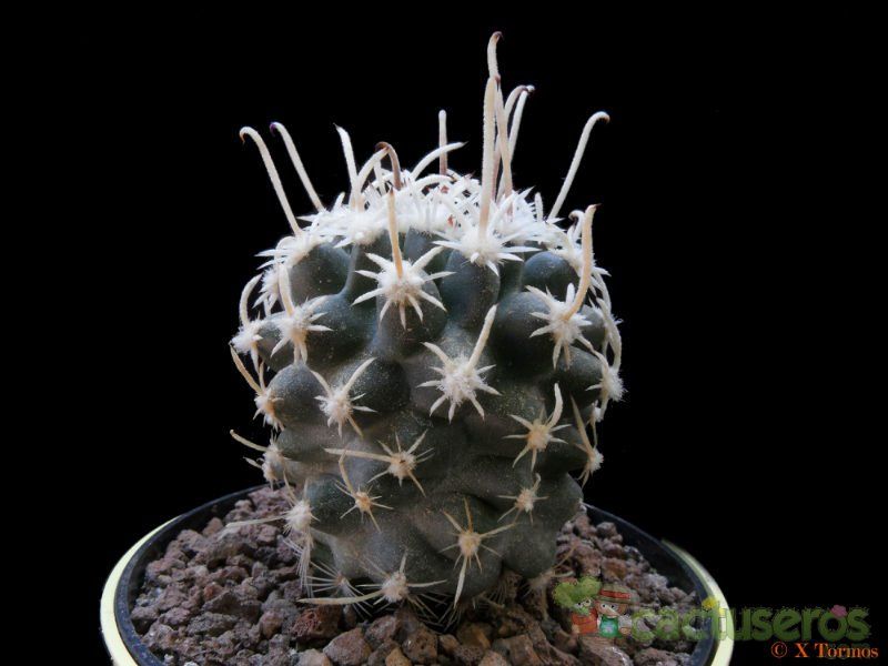 A photo of Sclerocactus spinosior