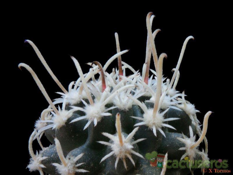 A photo of Sclerocactus spinosior