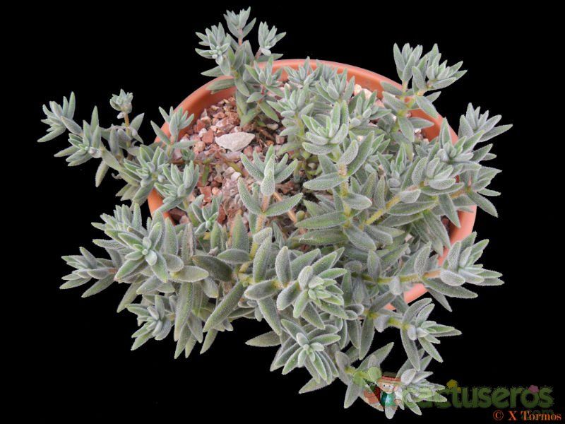A photo of Crassula mesembryanthemoides