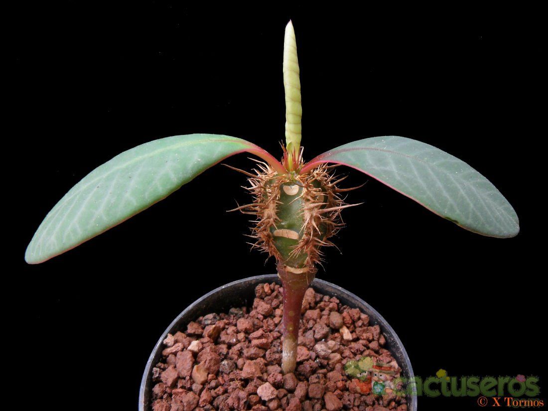Una foto de Euphorbia neohumbertii  