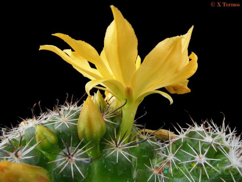 A photo of Mammillaria beneckei